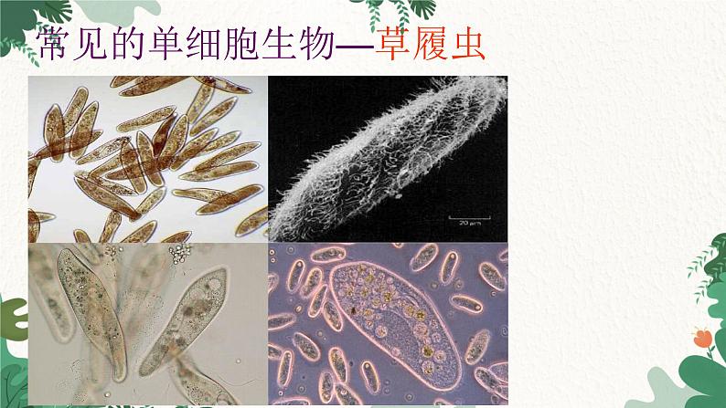 人教版生物七年级上册 2.2.4 单细胞生物课件第7页