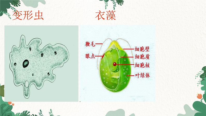 人教版生物七年级上册 2.2.4 单细胞生物课件第8页