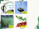 人教版生物七年级上册 3.1.1 藻类、苔藓和蕨类植物课件
