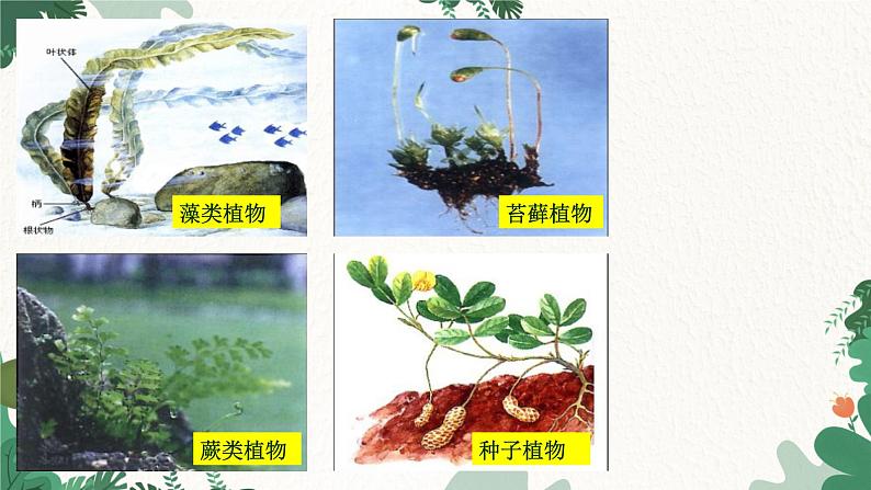 人教版生物七年级上册 3.1.1 藻类、苔藓和蕨类植物课件02