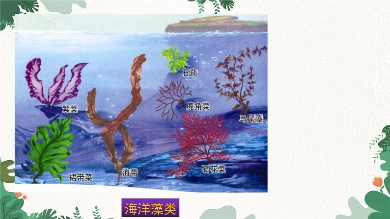 人教版生物七年级上册 3.1.1 藻类、苔藓和蕨类植物课件08