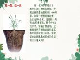 人教版生物七年级上册 3.2.2 植株的生长课件