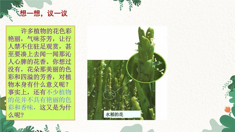 人教版生物七年级上册 3.2.3 开花和结果课件04