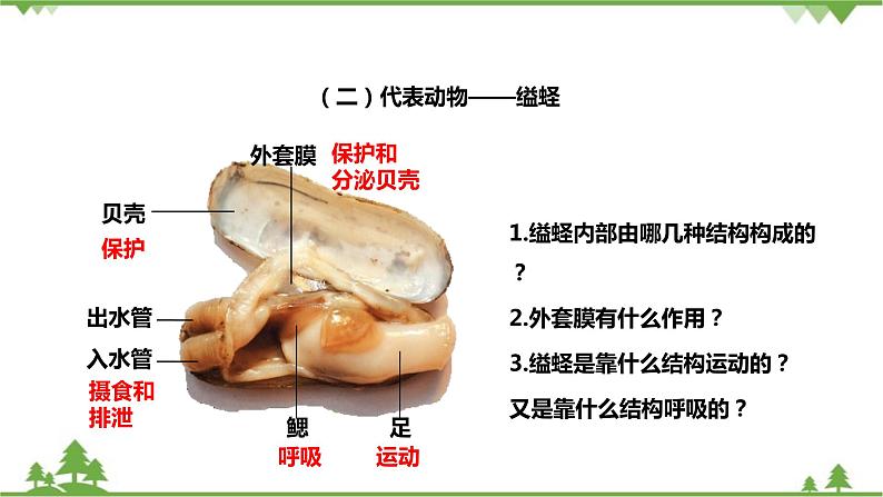 人教版生物八年级上册 第五单元 第一章第三节 软体动物和节肢动物课件06