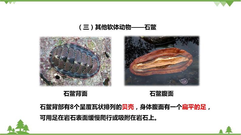 人教版生物八年级上册 第五单元 第一章第三节 软体动物和节肢动物课件07