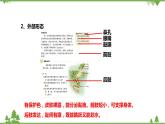 人教版生物八年级上册 第五单元 第一章第五节 两栖动物和爬行动物课件