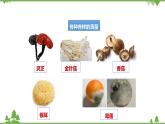 人教版生物八年级上册 第五单元 第四章第三节 真菌课件
