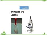 人教版生物八年级上册 第五单元 第四章第三节 真菌课件