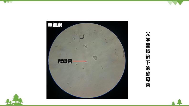 人教版生物八年级上册 第五单元 第四章第三节 真菌课件05