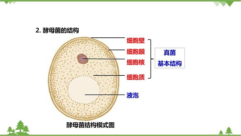 人教版生物八年级上册 第五单元 第四章第三节 真菌课件06