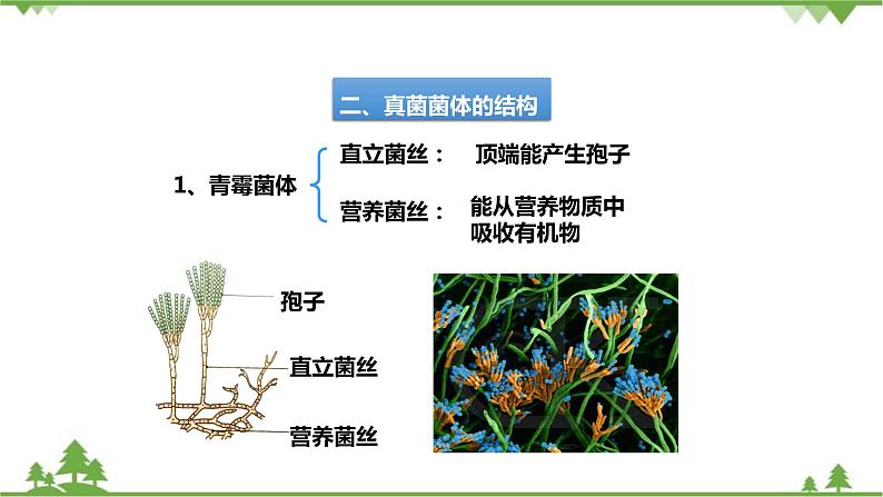 人教版生物八年级上册 第五单元 第四章第三节 真菌课件07