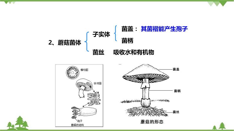 人教版生物八年级上册 第五单元 第四章第三节 真菌课件08