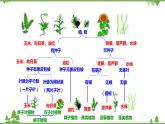 人教版生物八年级上册 第六单元 第一章第一节  尝试对生物进行分类课件