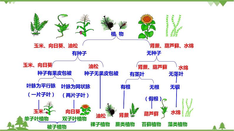 人教版生物八年级上册 第六单元 第一章第一节  尝试对生物进行分类课件第3页