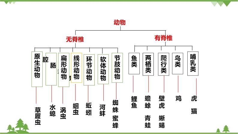 人教版生物八年级上册 第六单元 第一章第一节  尝试对生物进行分类课件第5页