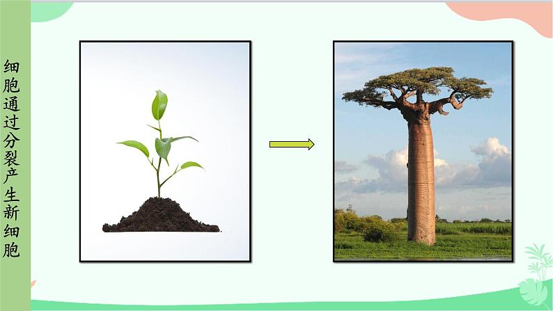 人教版生物七年级上册 第2单元第2章第1节 细胞通过分裂产生新细胞课件第4页