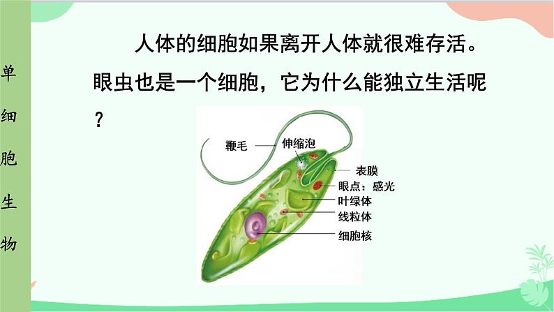 人教版生物七年级上册 第2单元第2章第4节 单细胞生物课件第5页