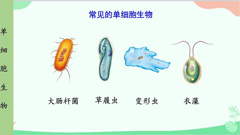 人教版生物七年级上册 第2单元第2章第4节 单细胞生物课件第8页