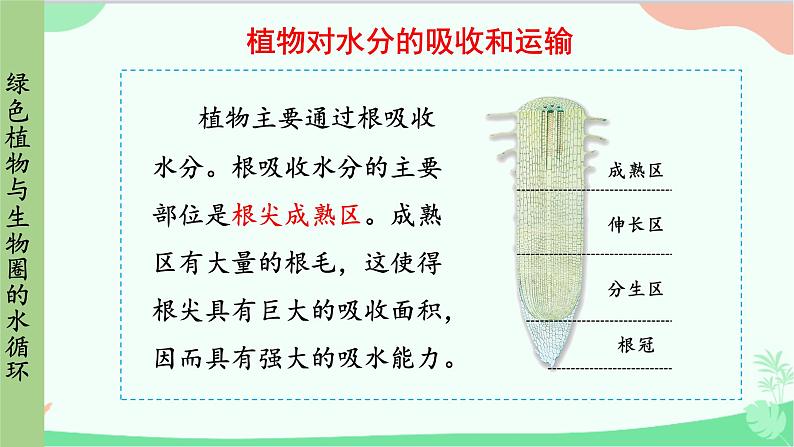 人教版生物七年级上册 第三单元第三章 绿色植物与生物圈的水循环课件第7页