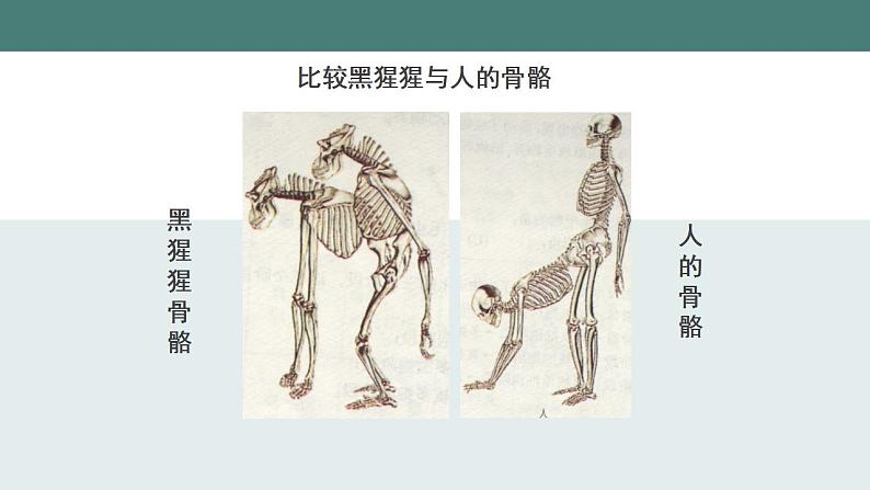 23.4人类的起源和进化同步课件2023--2024学年苏科版生物八年级下册第8页