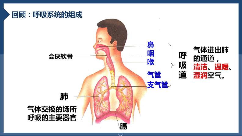 4.3.2发生在肺内的气体交换课件2023--2024学年人教版生物七年级下册第2页