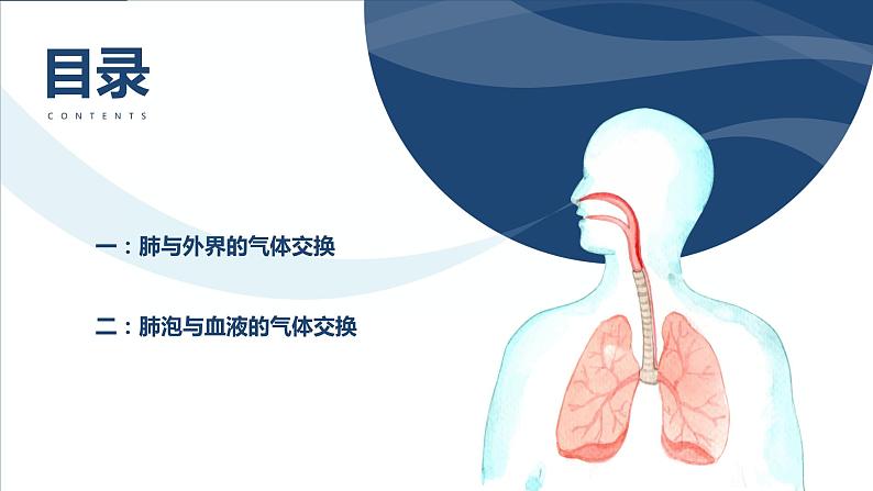 4.3.2发生在肺内的气体交换课件2023--2024学年人教版生物七年级下册第3页