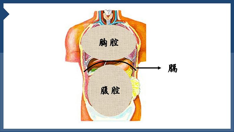 4.3.2发生在肺内的气体交换课件2023--2024学年人教版生物七年级下册第4页