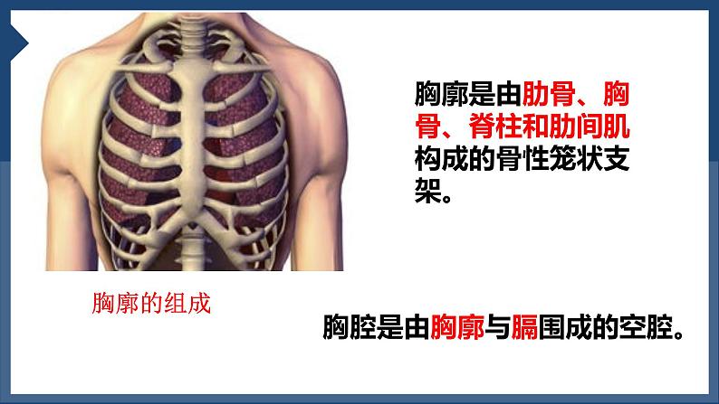 4.3.2发生在肺内的气体交换课件2023--2024学年人教版生物七年级下册第5页