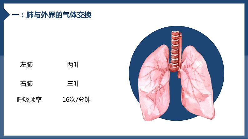 4.3.2发生在肺内的气体交换课件2023--2024学年人教版生物七年级下册第6页