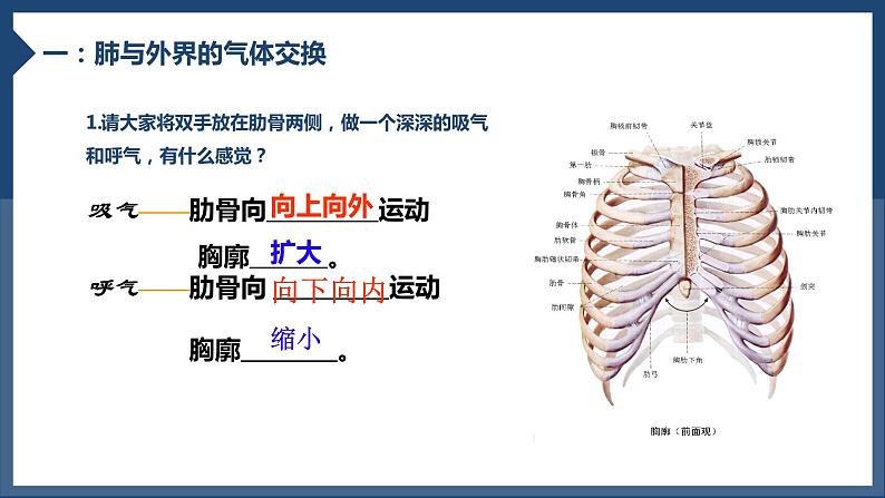 4.3.2发生在肺内的气体交换课件2023--2024学年人教版生物七年级下册第7页