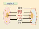2.1.4细胞的生活课件2023--2024学年人教版生物七年级上册