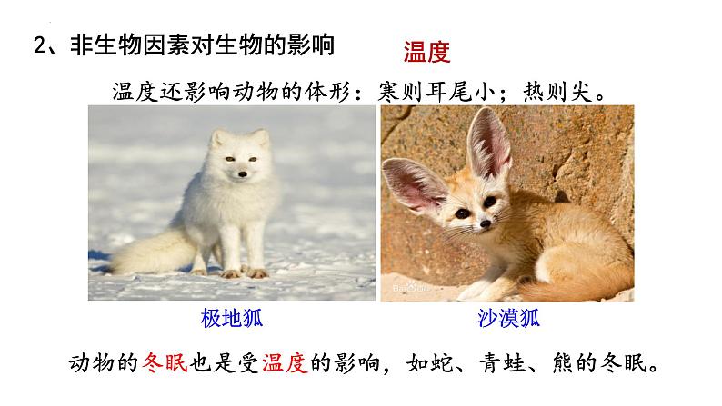 1.1.2生物与环境的相互影响课件2023--2024学年北师大版生物七年级上册第7页