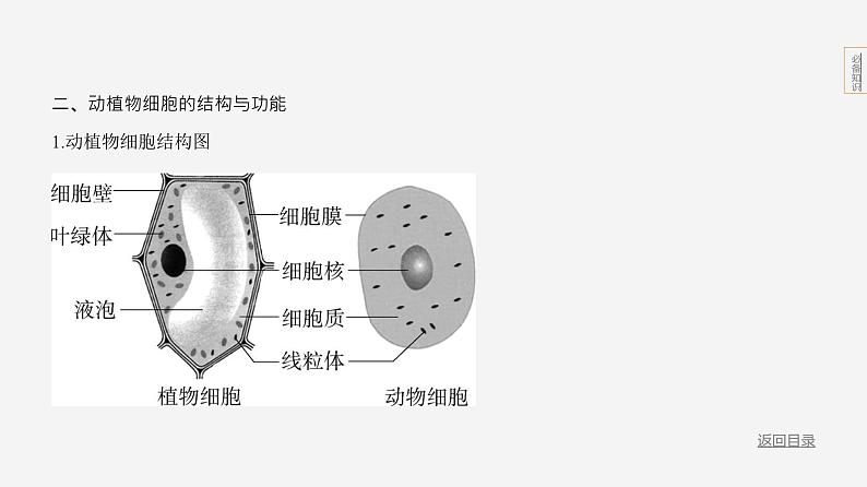 主题1 生物体的结构层次--2024年中考 初中生物 一轮复习课件08