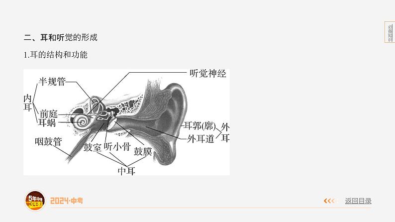 主题5 人体的生命活动--2024年中考 初中生物 一轮复习课件08