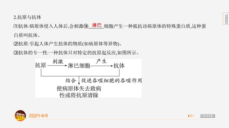 主题5 人体的生命活动--2024年中考 初中生物 一轮复习课件07