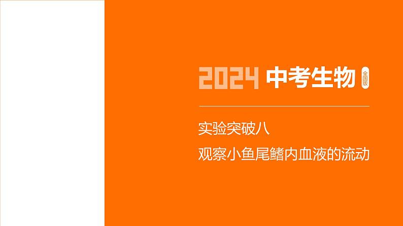 实验突破八　观察小鱼尾鳍内血液的流动第1页