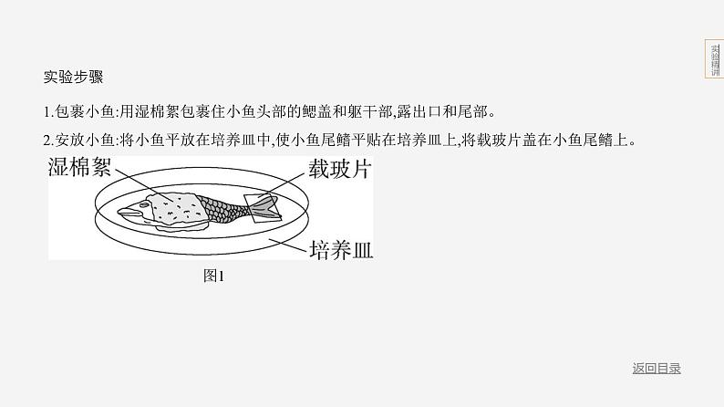 实验突破八　观察小鱼尾鳍内血液的流动第4页