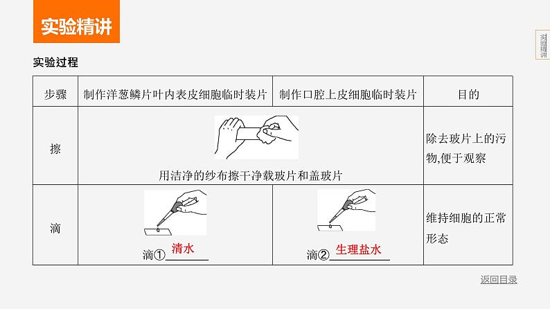 实验突破一　制作动植物细胞的临时装片第3页