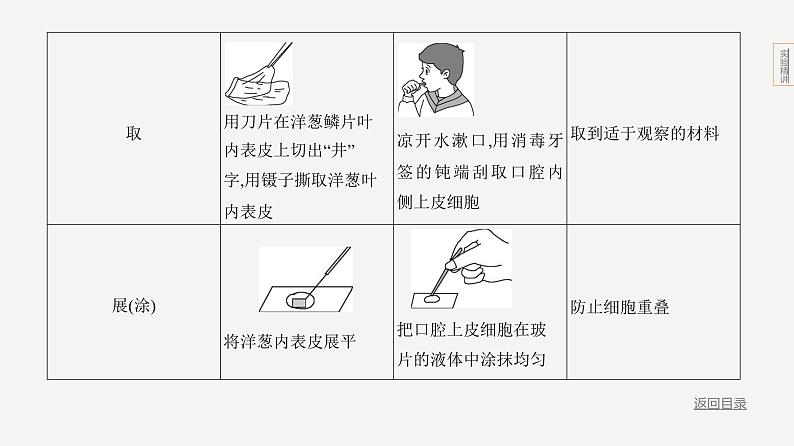 实验突破一　制作动植物细胞的临时装片第4页