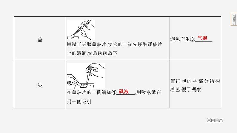 实验突破一　制作动植物细胞的临时装片第5页