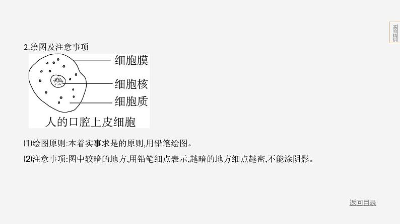 实验突破一　制作动植物细胞的临时装片第7页