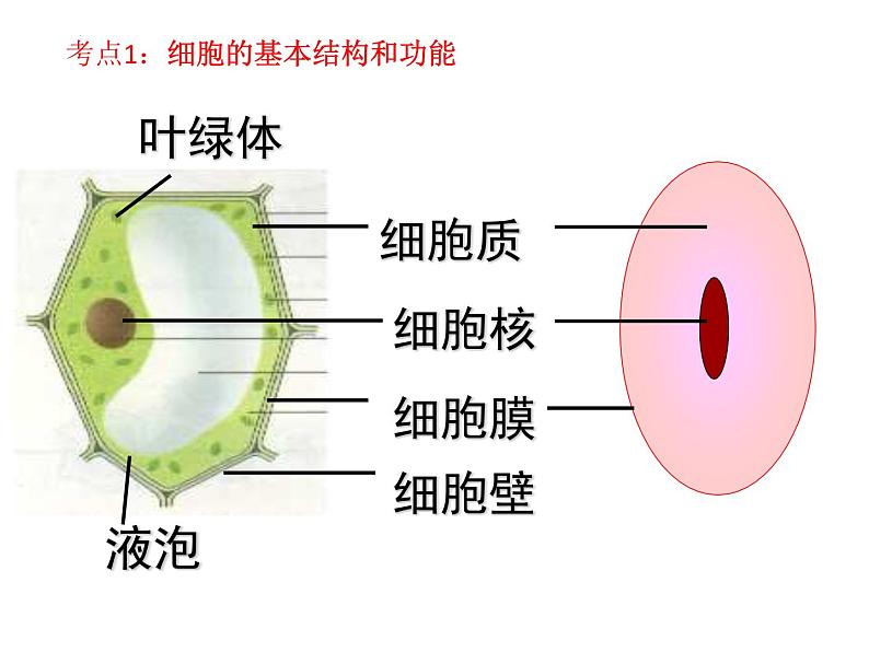 2.2细胞怎样构成生物体课件2023--2024学年人教版生物七年级上册第2页