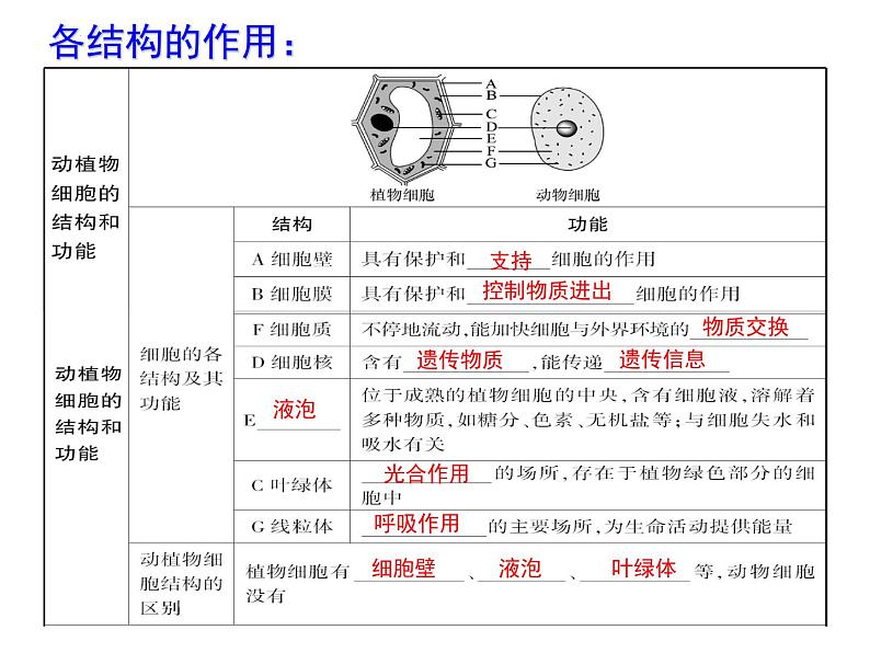 2.2细胞怎样构成生物体课件2023--2024学年人教版生物七年级上册第3页