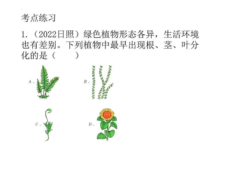 3.1生物圈中有那些绿色植物复习课件2023--2024学年人教版生物七年级上册04