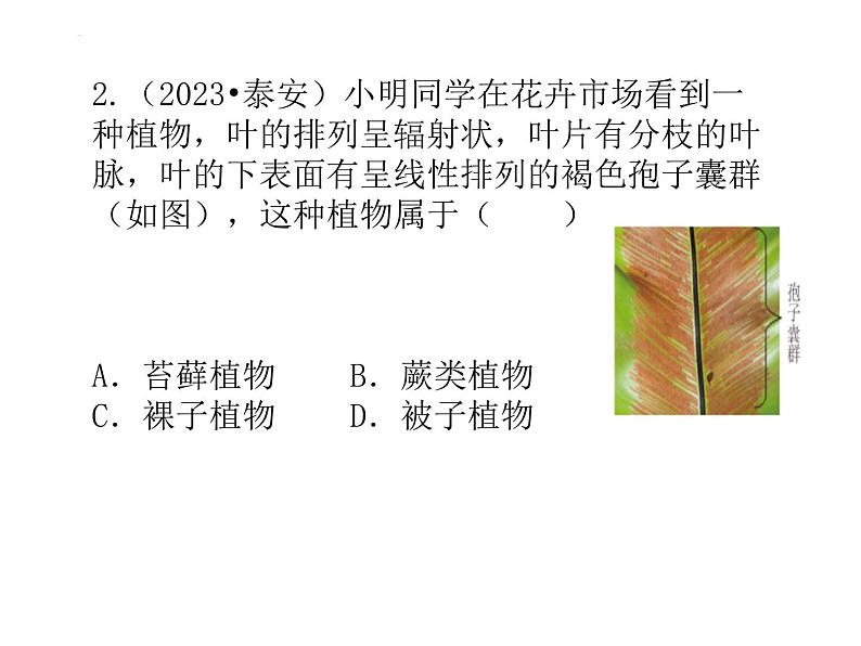 3.1生物圈中有那些绿色植物复习课件2023--2024学年人教版生物七年级上册05