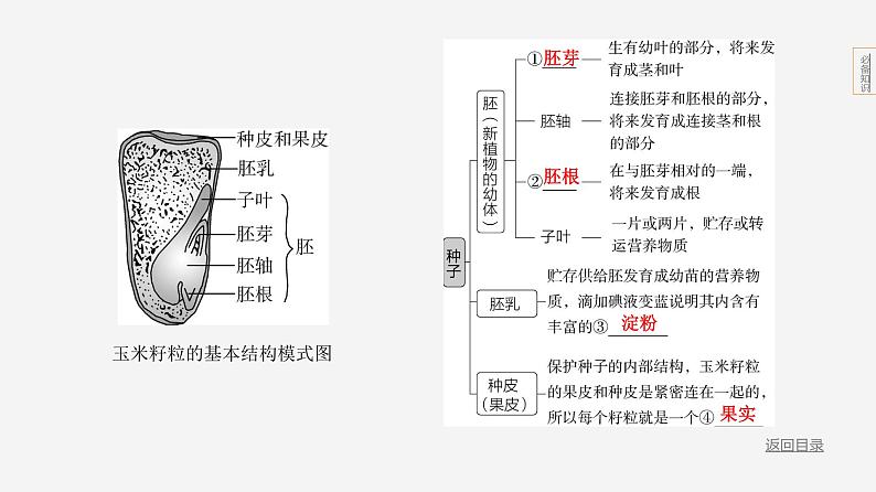 主题4 植物的生活--2024年中考 北京版初中生物 一轮复习课件04