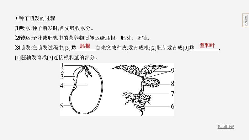 主题4 植物的生活--2024年中考 北京版初中生物 一轮复习课件07