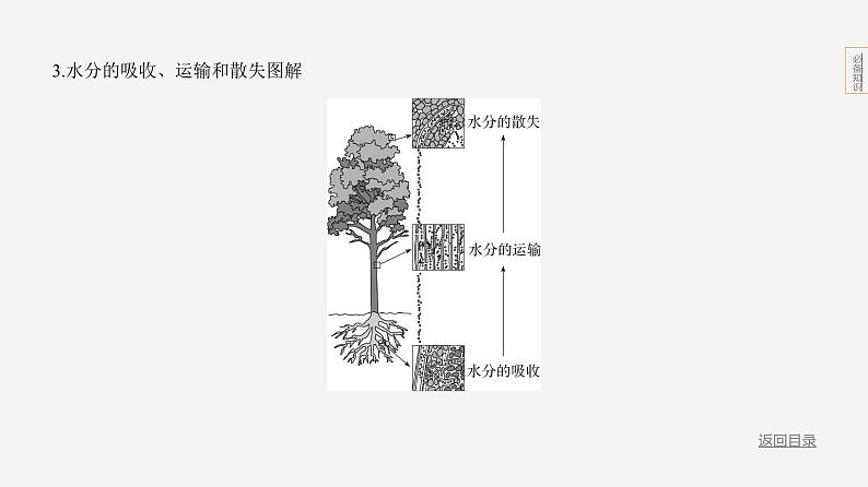 主题4 植物的生活--2024年中考 北京版初中生物 一轮复习课件07