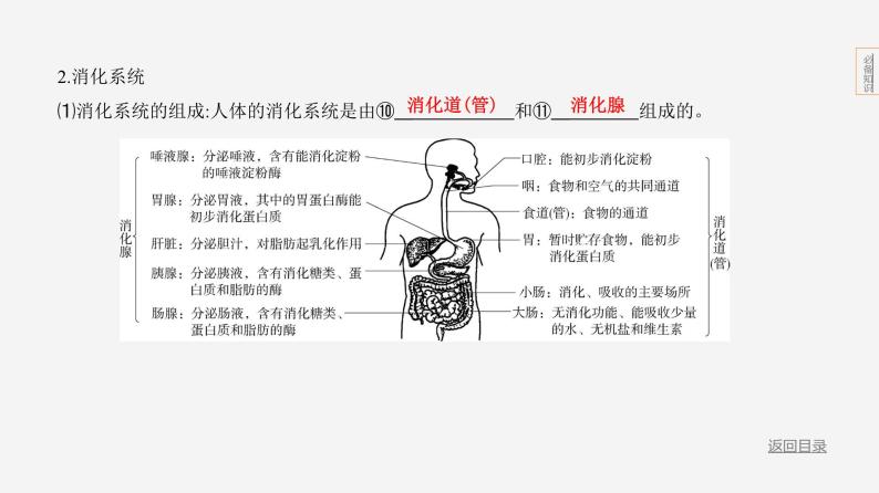 主题5 人体的生命活动--2024年中考 北京版初中生物 一轮复习课件08
