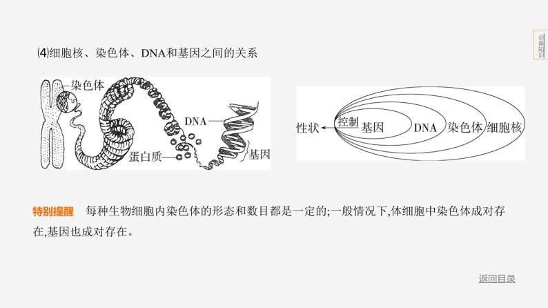 主题6 遗传与进化--2024年中考 北京版初中生物 一轮复习课件08